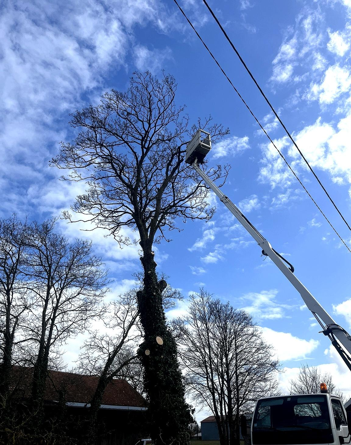 Élagage à la nacelle par Jardi'Aube dans l'Aube
