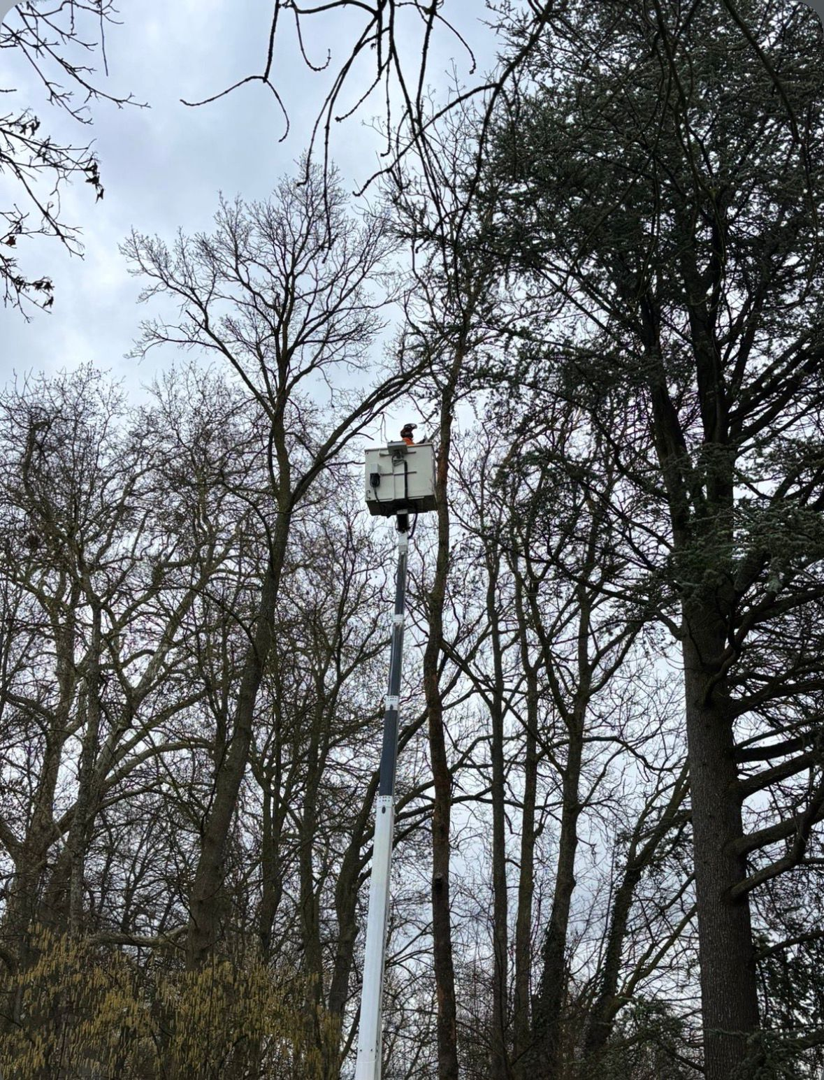 Élagage en hauteur à la nacelle