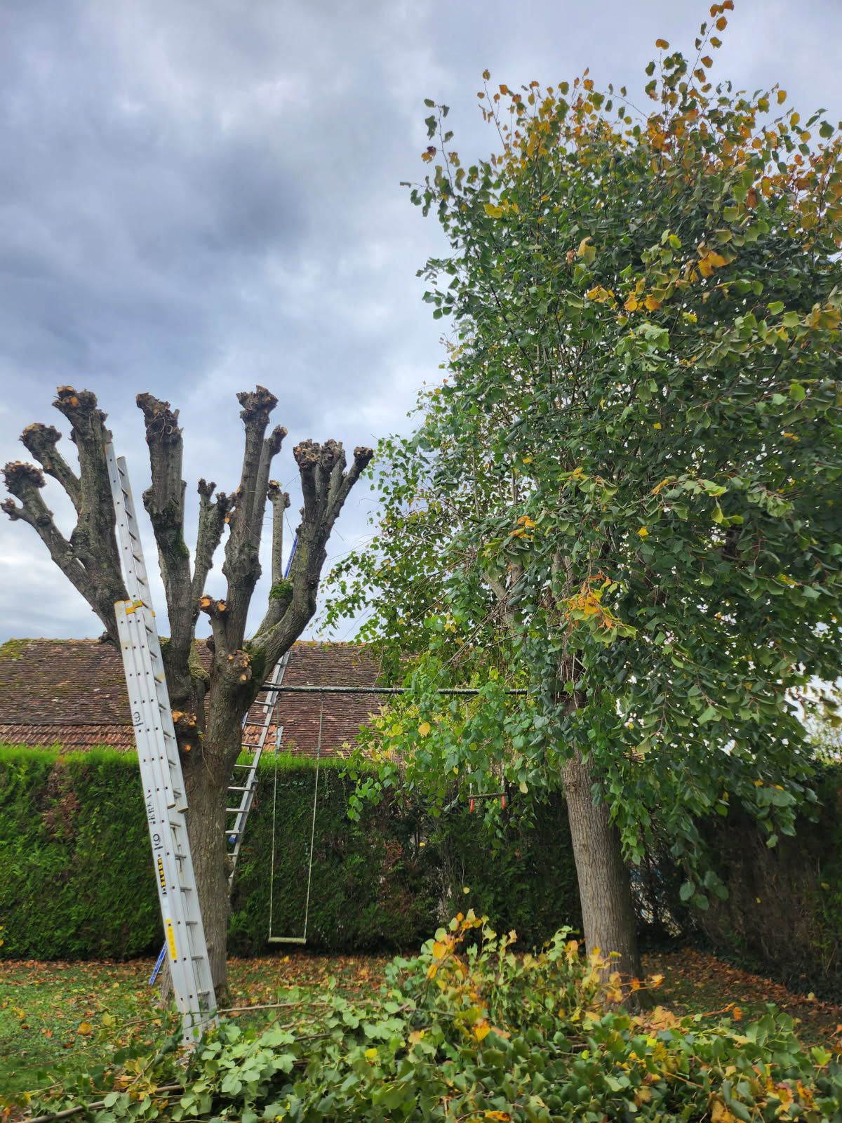 Élagage en tête de chat