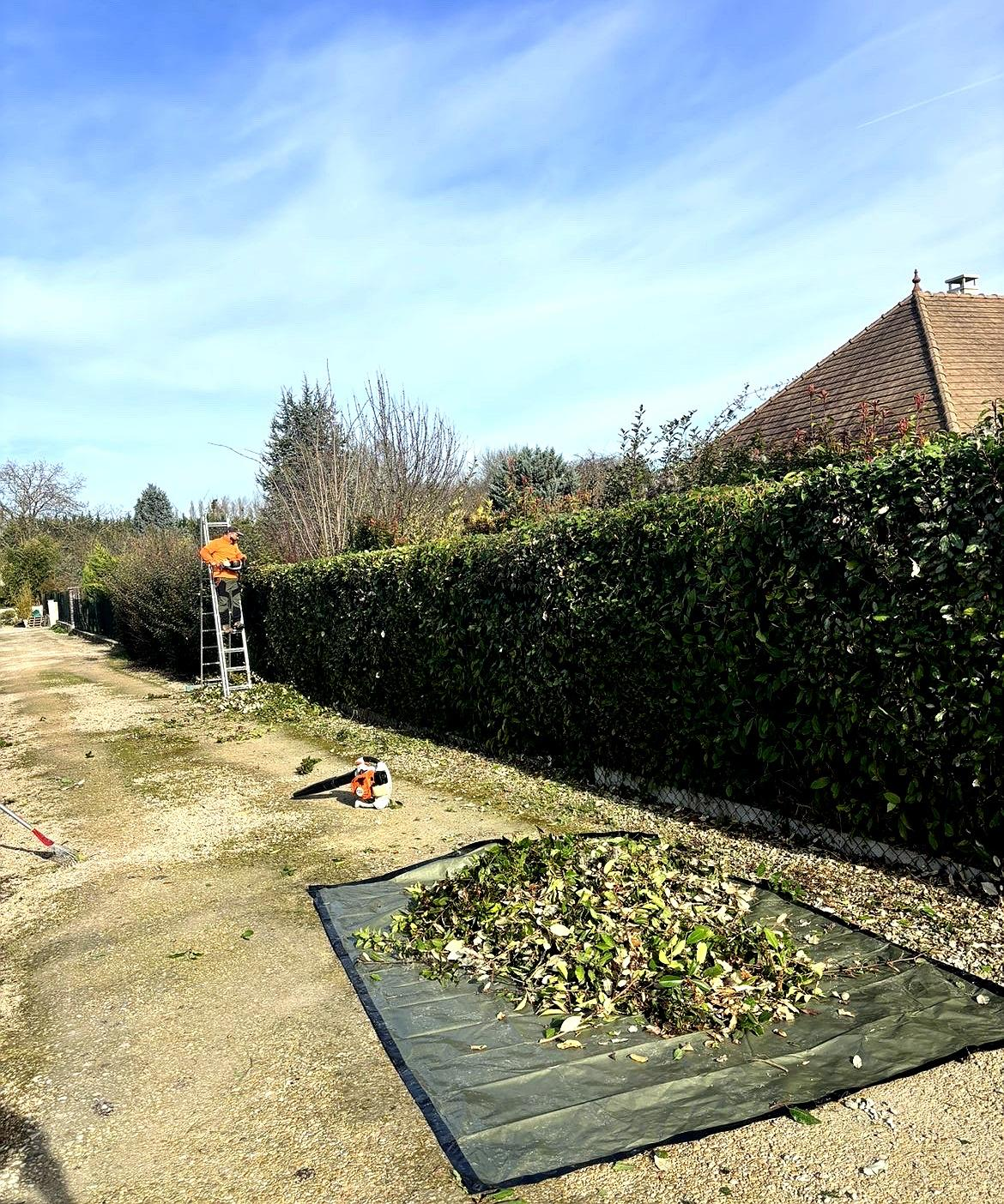 Taille de haies en cours
