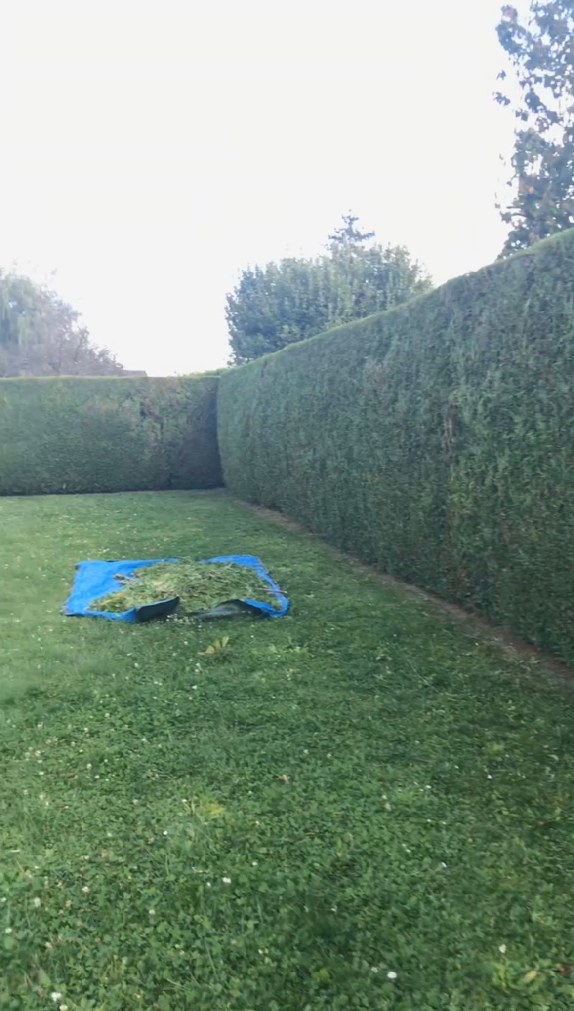 Résultat taille de haies