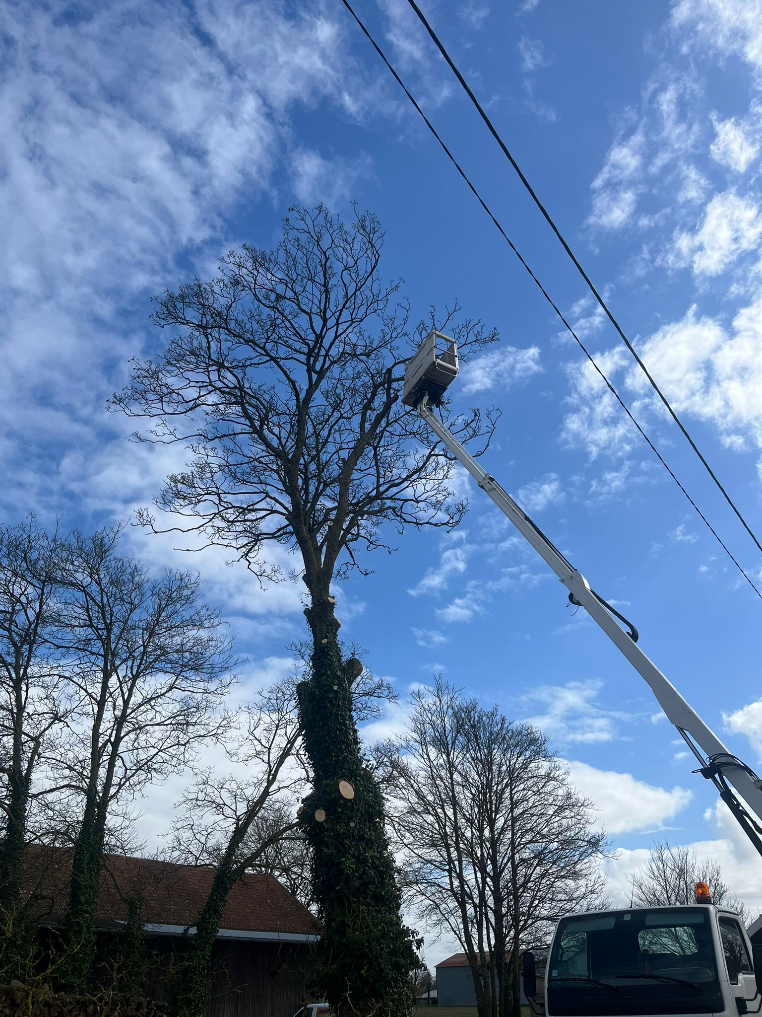 2. Ébranchage à la nacelle